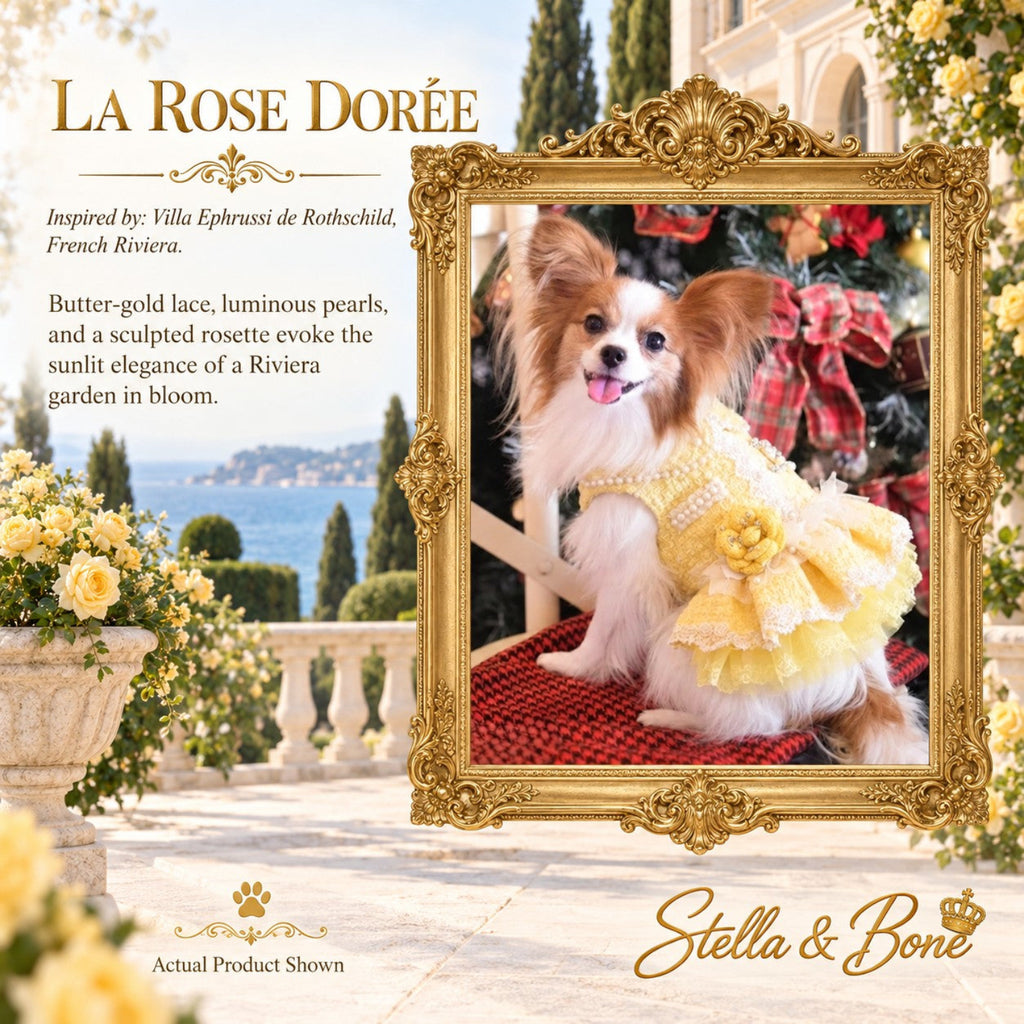 La Rose Dorée luxury dog dress in butter-gold lace with pearls worn by a Papillon dog, inspired by the French Riviera.