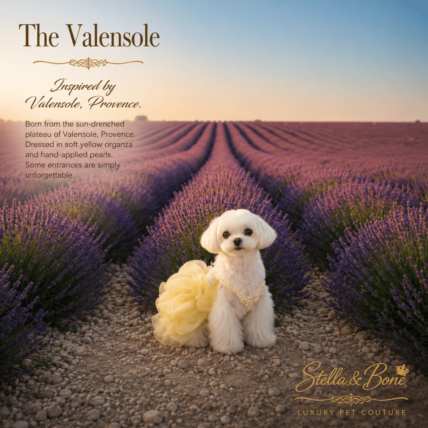 A  dog in a lavender field wearing a pale yellow pet gown, The Valensole in Provence. Perfect for birthday, wedding, party.