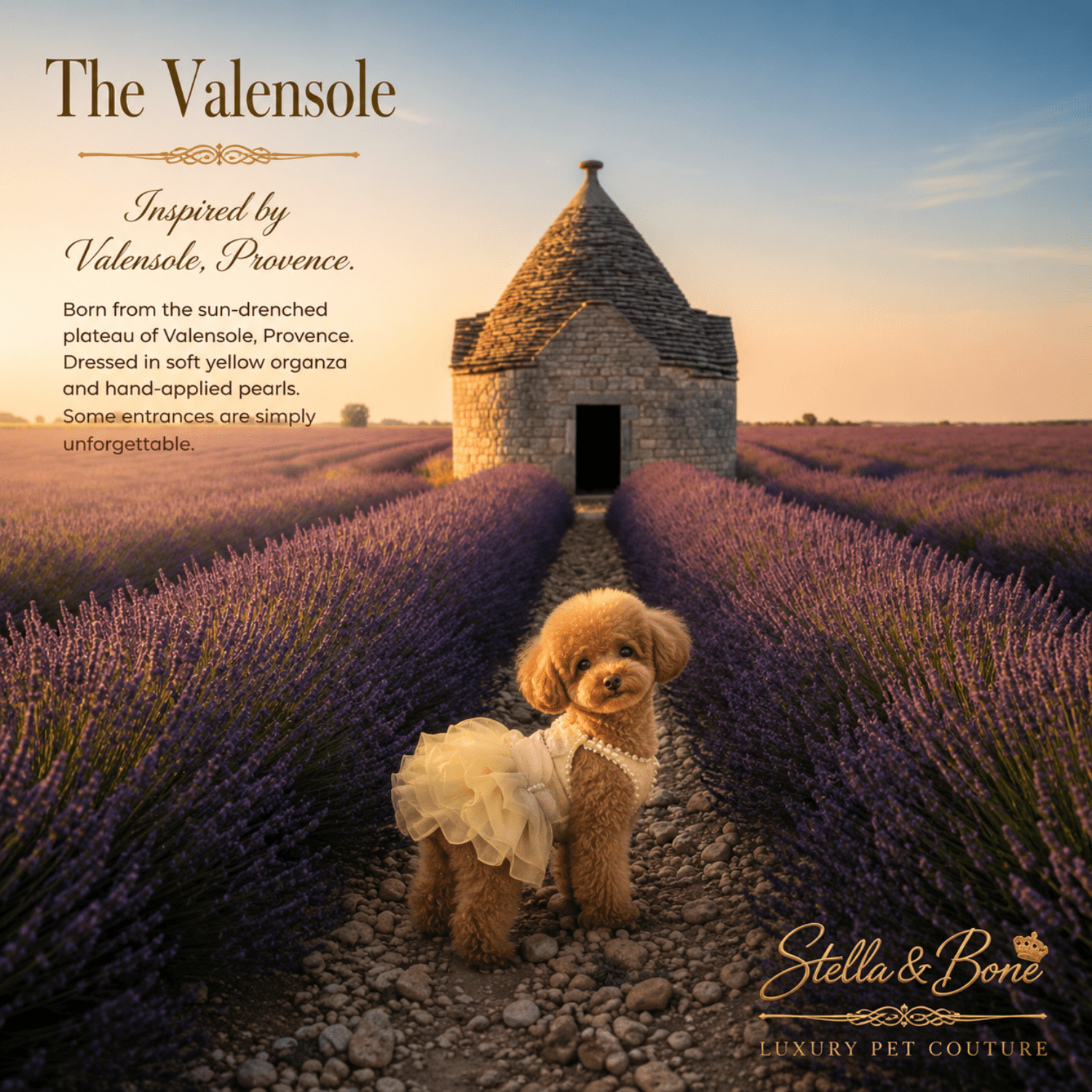 A dog wearing The Valensole, a cream tutu dress stands on a gravel path between rows of lavender fields. Stella and Bone