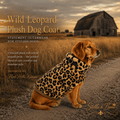 Golden Retriever wearing Wild Leopard Plush Dog Coat, statement piece great for a crisp morning walk.